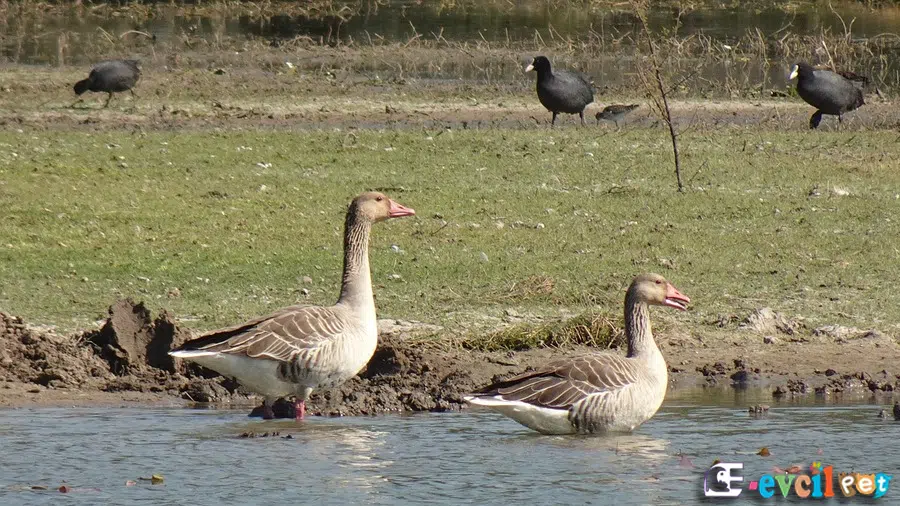 Yaban Kazı (Boz Kaz) Gölde