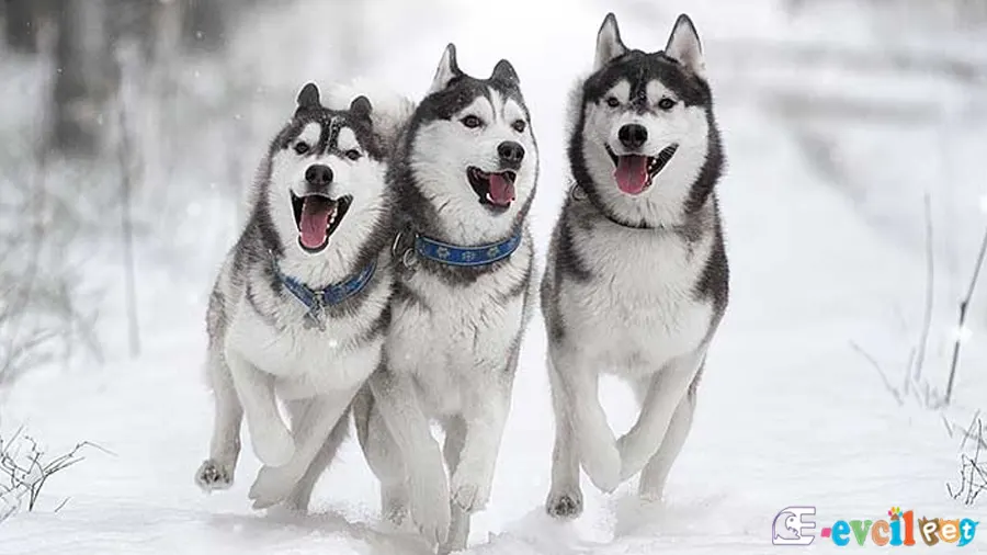 Sibirya Kurdu (Husky) Sibirya Kurdu (Husky) Karakter Özellikleri