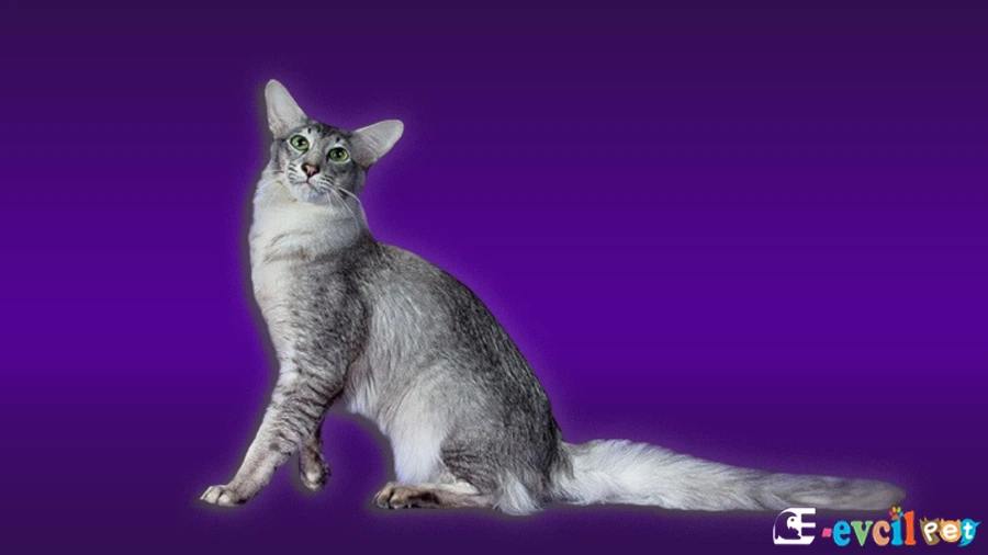 Oriental Longhair Kedi