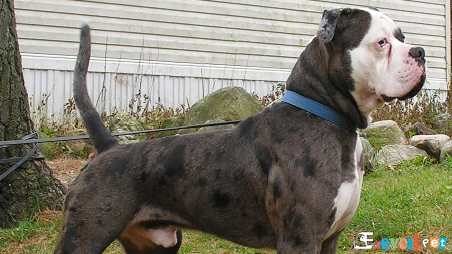Alapaha Blue Blood Bulldog