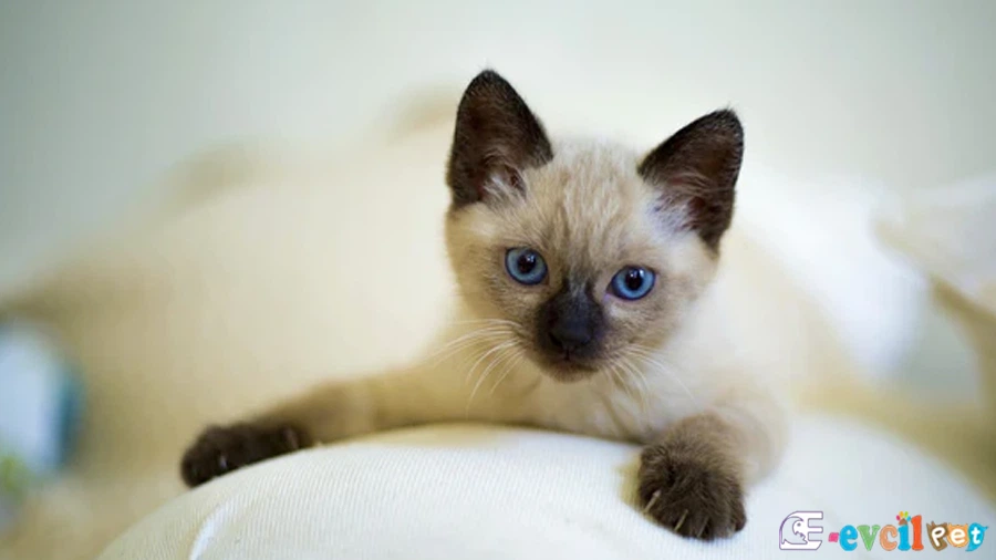 Siyam Genetik Sağlık Sorunları