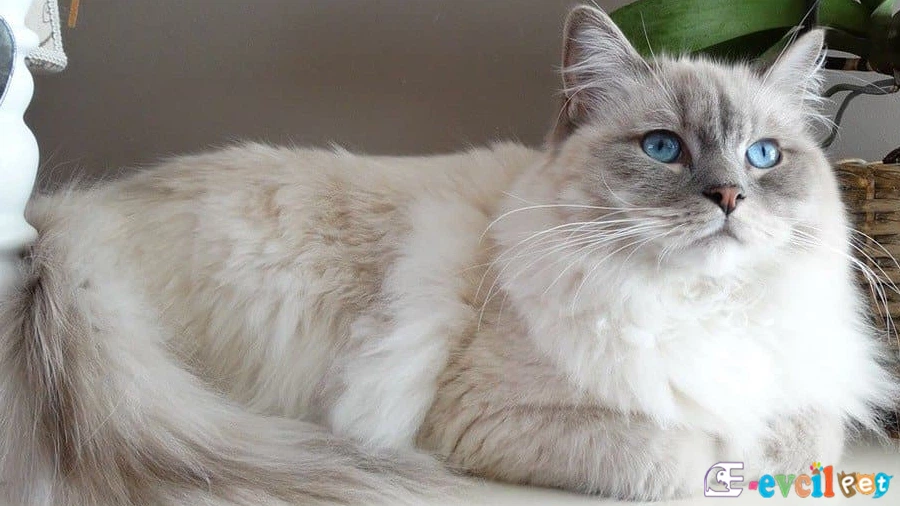 Ragdoll Temel Eğitimi ve Tuvalet Eğitimi