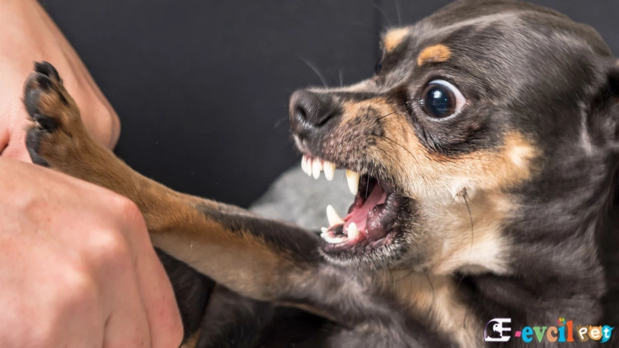 Köpek sahibine neden Hırlar?