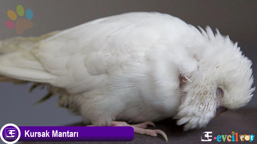 Muhabbet Kuşlarında Kursak Mantarı