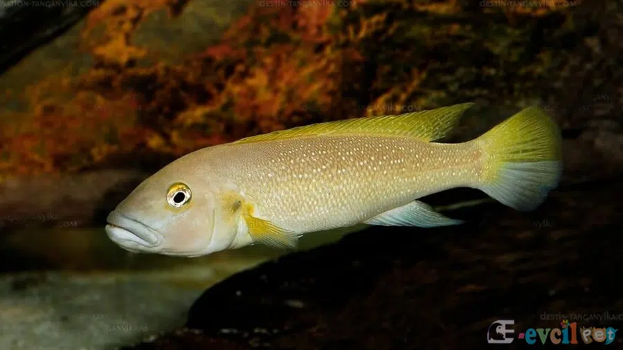 Neolamprologus cunningtoni Erkek