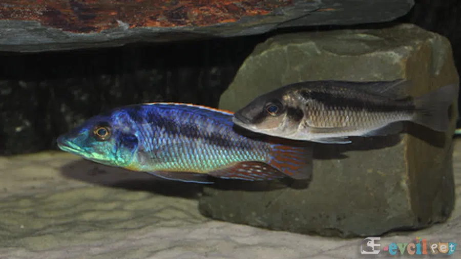 Mylochromis Lateristriga Erkek ve Dişi