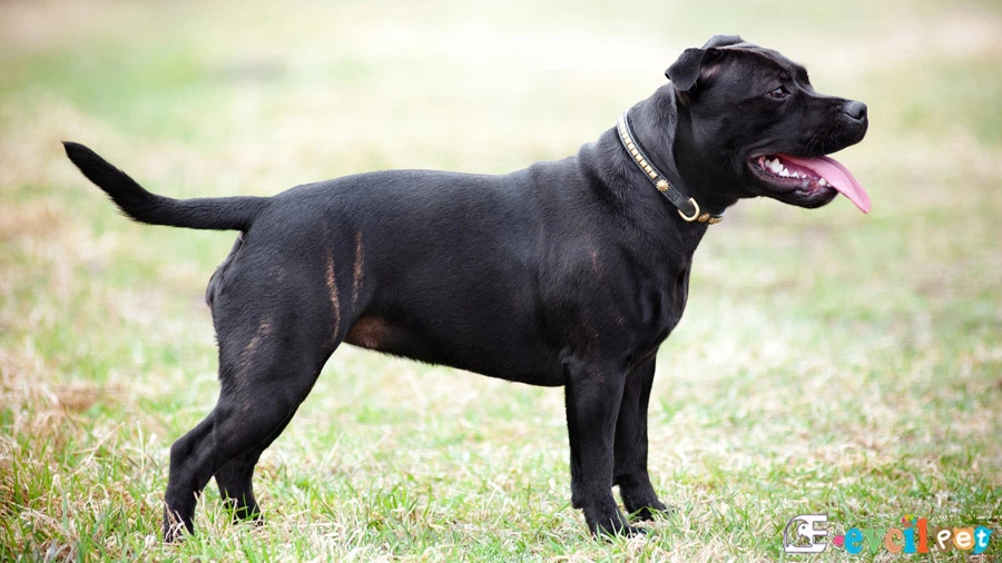 Staffordshire Bull Terrier Temel Eğitimi ve Tuvalet Eğitimi