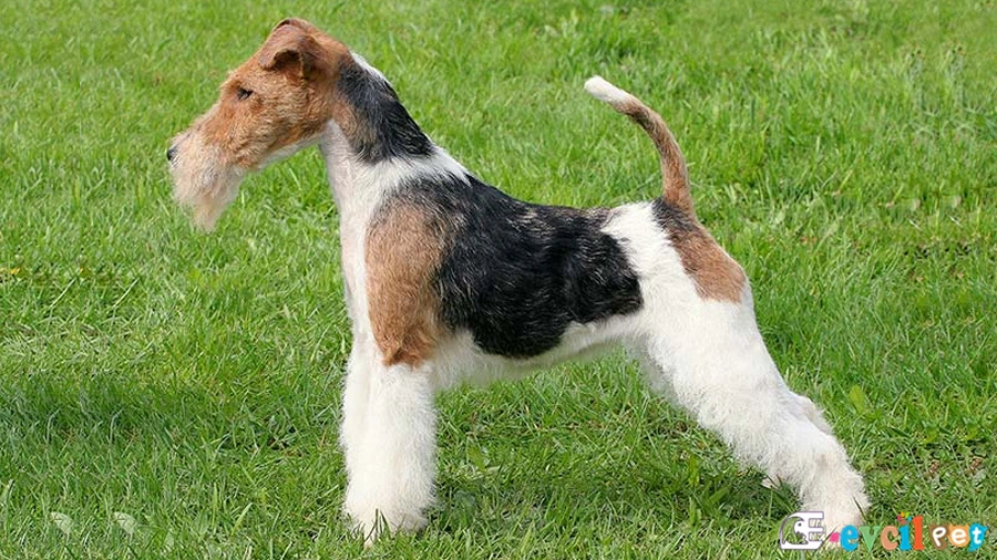 Wire Fox Terrier Karakter Özellikleri (Tel Tüylü Tilki Teriyeri)