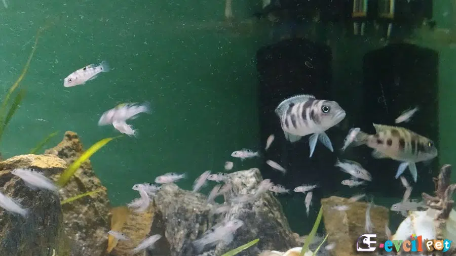 Neolamprologus meeli Yavrular