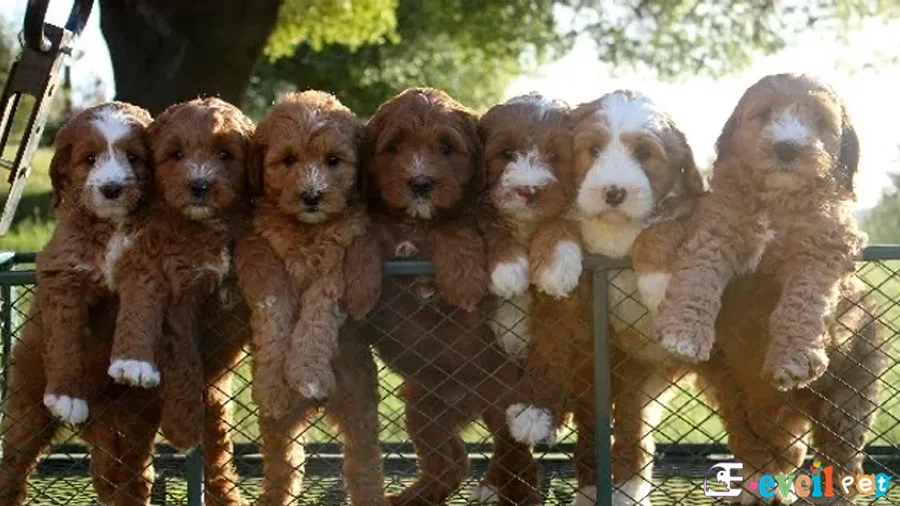Labradoodle Genetik Sağlık Sorunları Hastalıkları