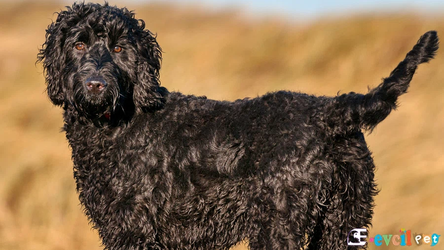 Labradoodle Karakter Özellikleri