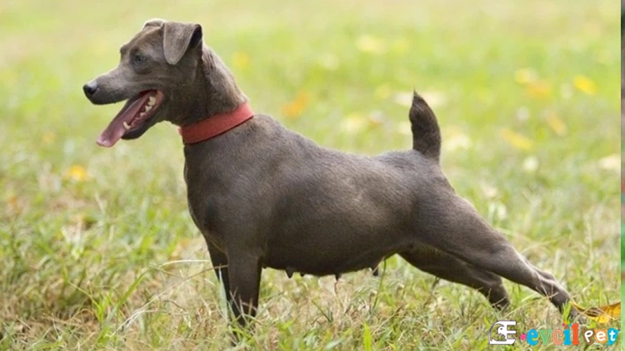 Patterdale Terrier Genetik Sağlık Sorunları