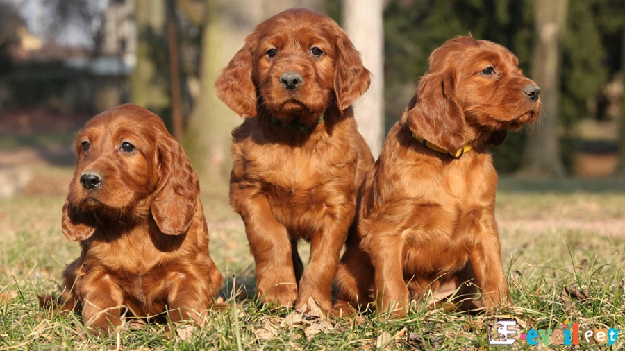 Irish Setter Temel Eğitimi ve Tuvalet Eğitimi (İrlanda Seteri)