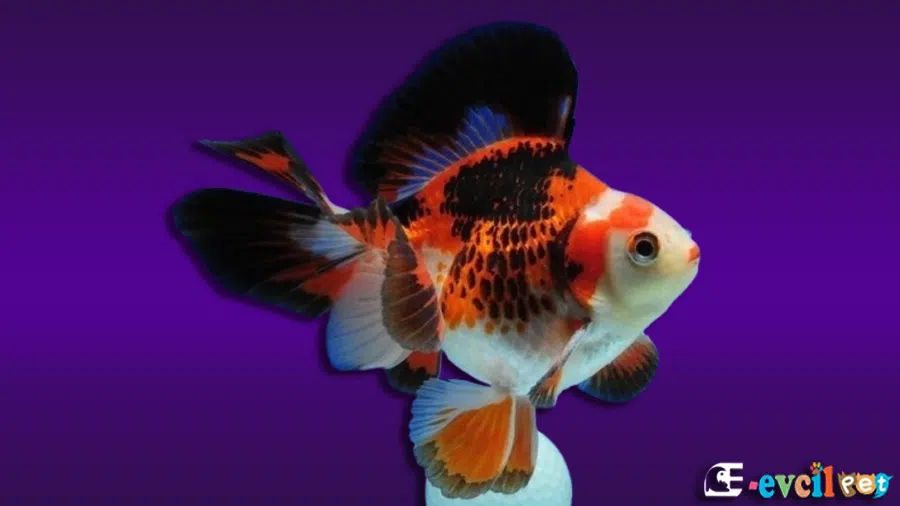 Ryukin Japon Balığı Farklı Renk