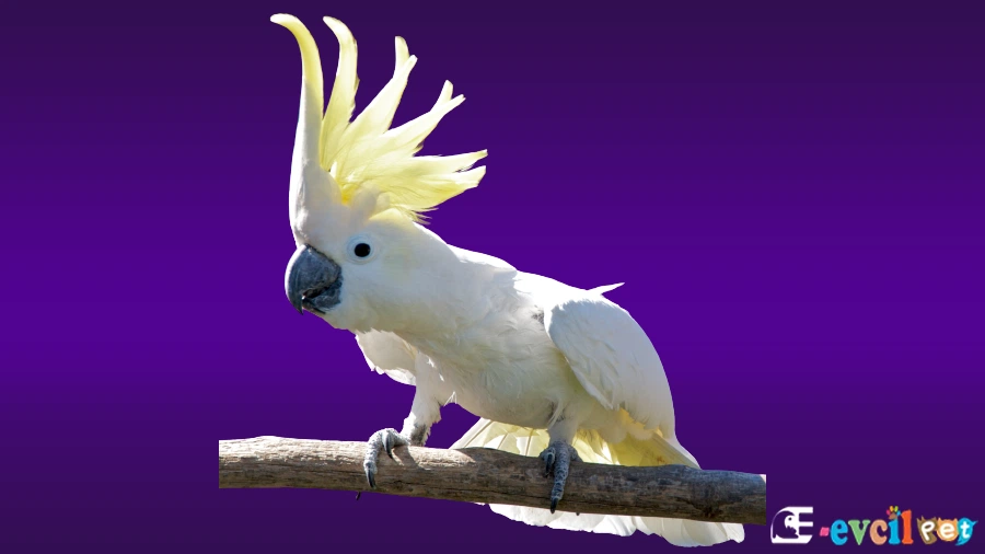 Beyaz Kakadu Papağanı (Cockatoo) Dikkatle izliyor