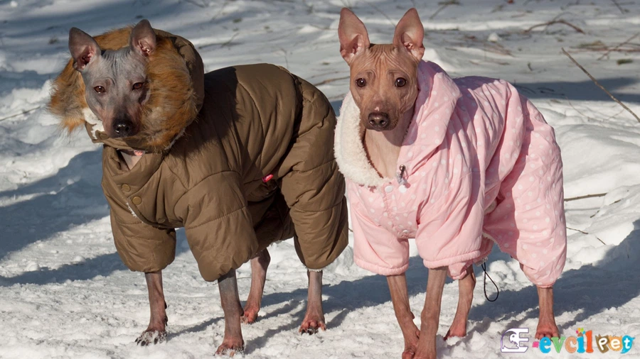 American Hairless Terrier Genetik Sağlık Sorunları