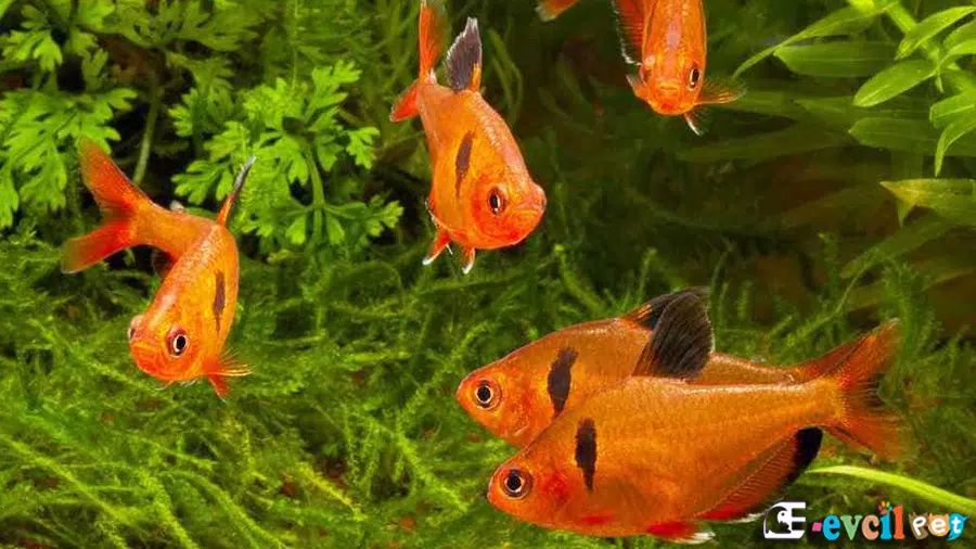 Serpae Tetra (Mücevher Tetra) Bitkili Akvaryumu