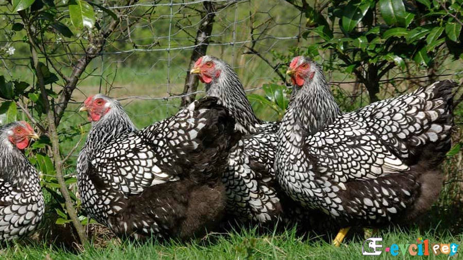 Wyandotte Civciv Üretimi ve Yumurta Kuluçka