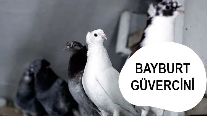 Bayburt Güvercini Kümeste