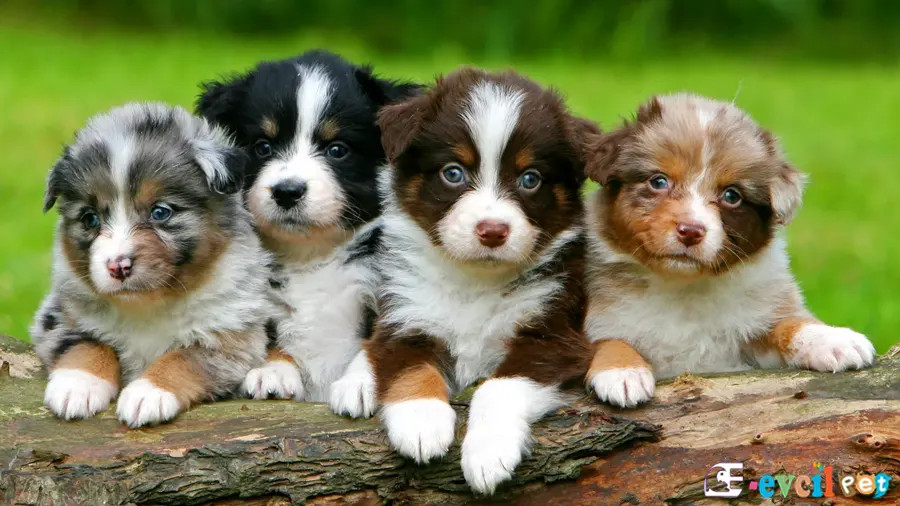 Avustralya Çoban (Australian Shepherd) Köpeği Avustralya Çoban (Australian Shepherd Bakım ve Beslenme)