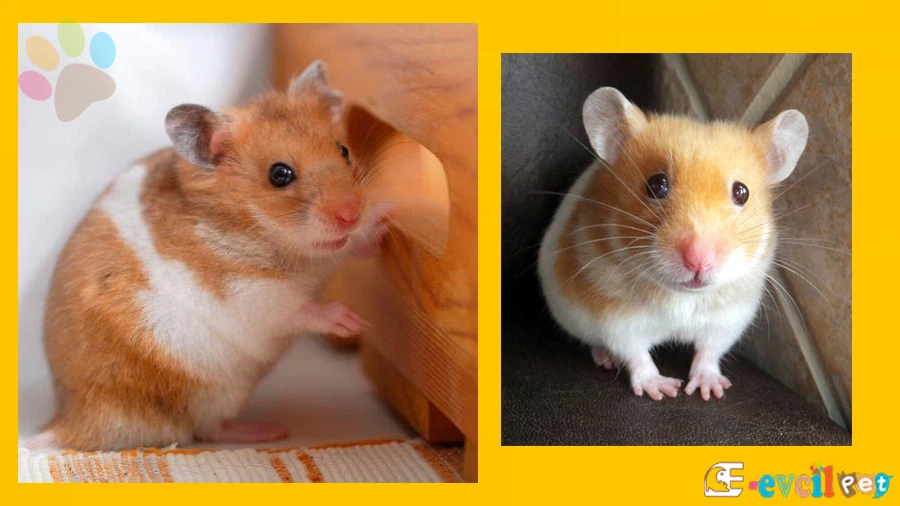 Gonzales Hamster Üreme Yavrulama