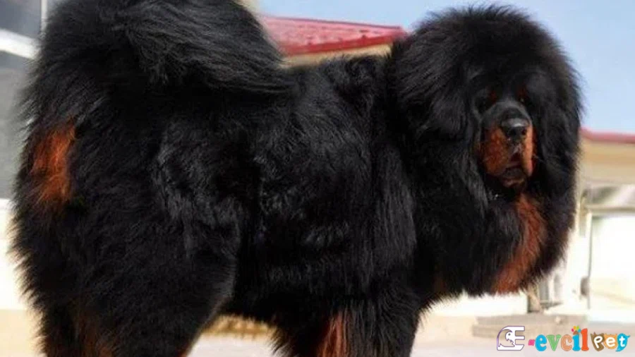Tibet Mastifi (Tibetan Mastiff) Tibet Mastifi Fiziksel Özellikleri