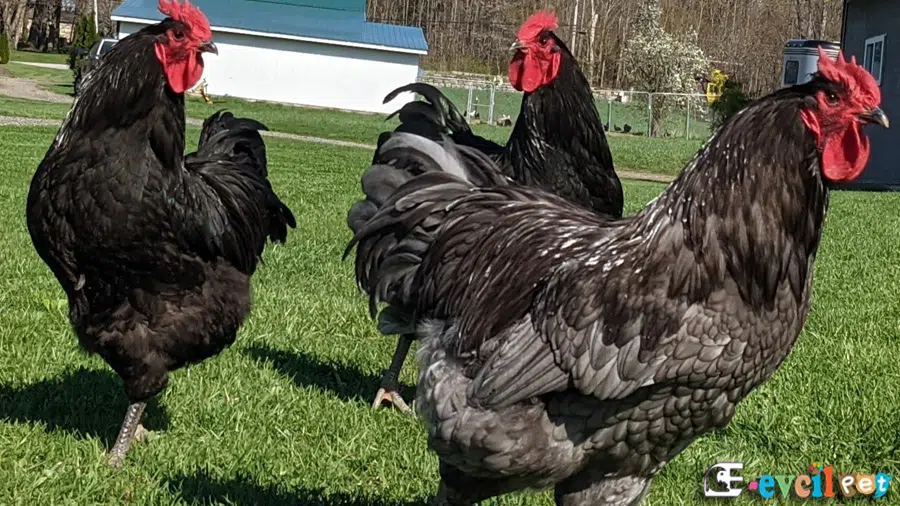 Jersey Giant Tavuğu