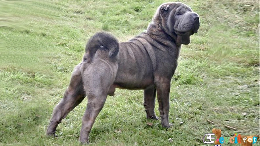 Chinese Shar Pei Chinese Shar Pei