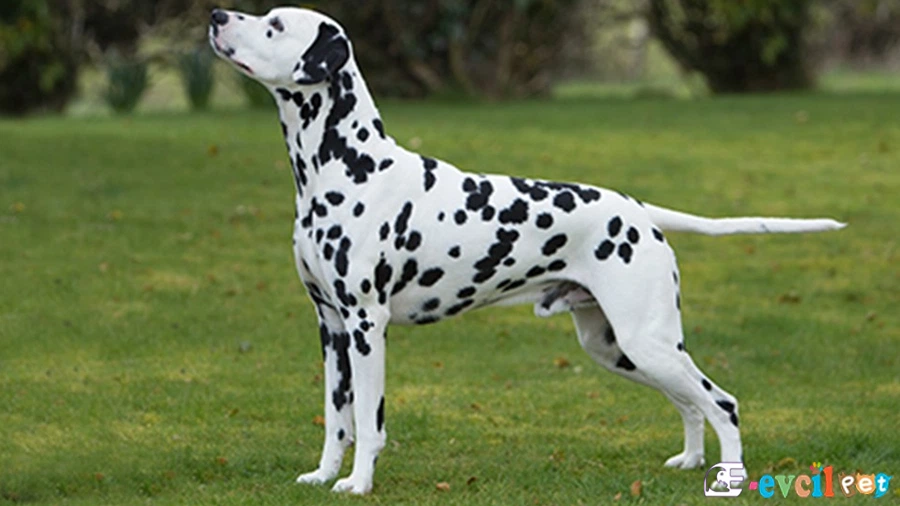Dalmaçyalı (Dalmatian) Dalmaçyalı (Dalmatian)