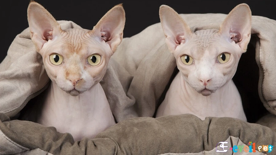 Sfenks Genetik Sağlık Sorunları