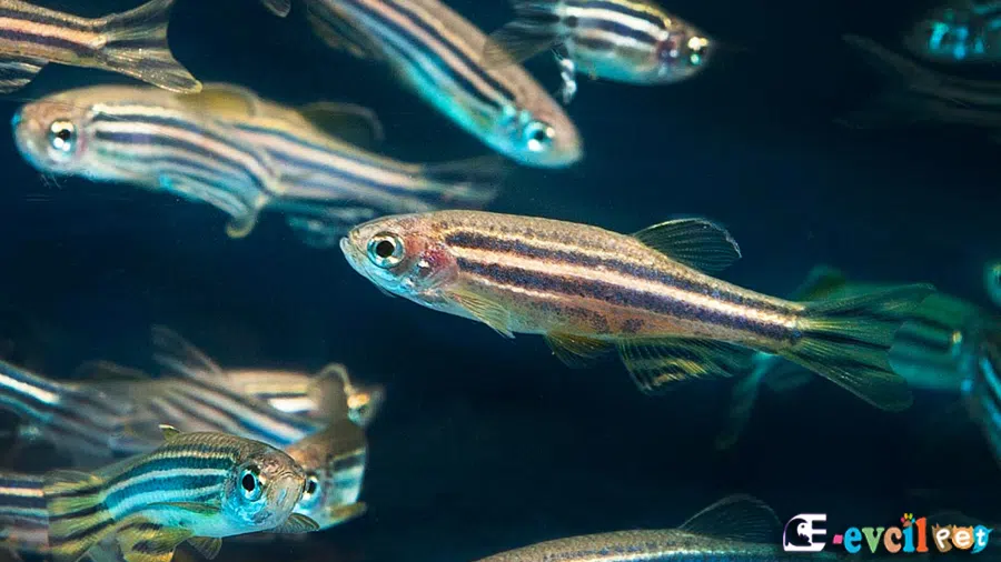 Zebra Danio (Danio rerio)