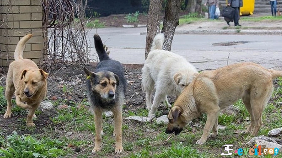 Sokö Bakımı ve Beslenmesi