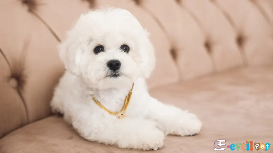 Bichon Frise Temel Eğitimi ve Tuvalet Eğitimi