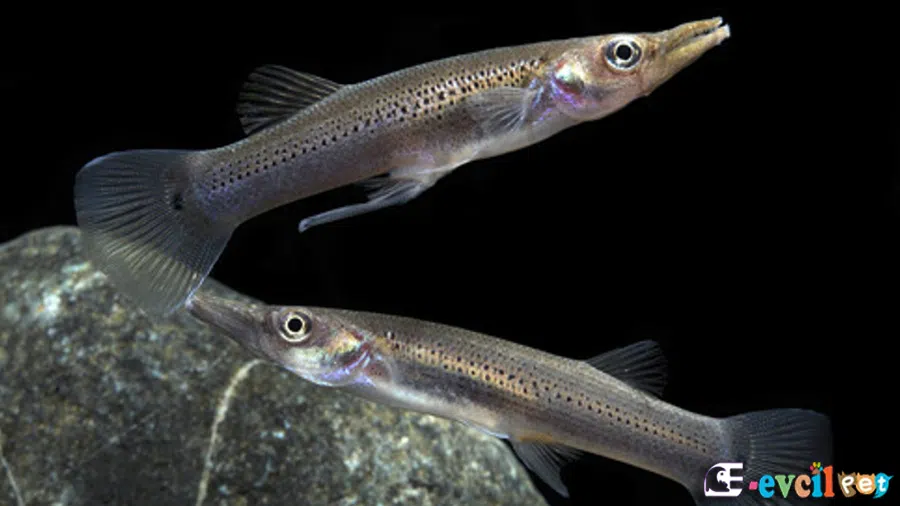Belonesox Belizanus