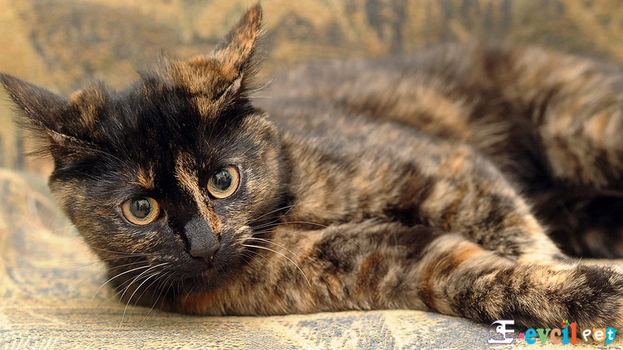 Tortoiseshell Genetik Sağlık Sorunları