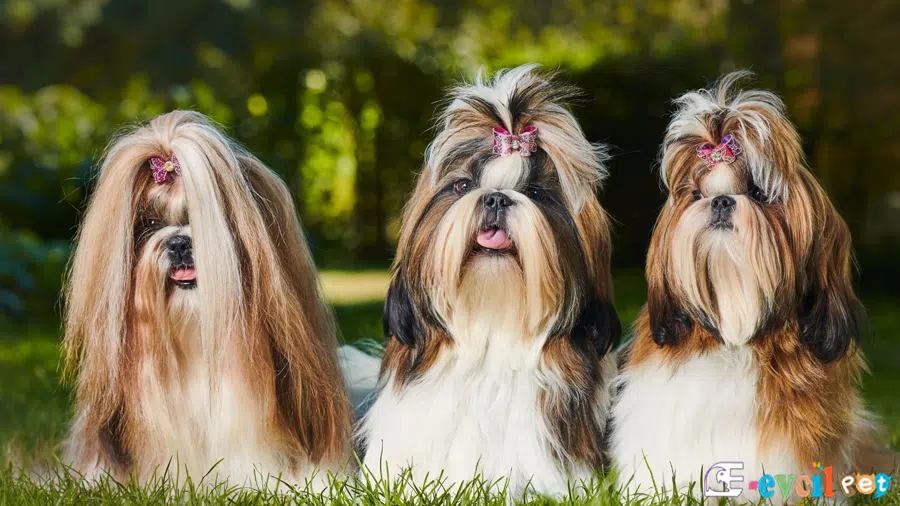 Shih Tzu Sağlık Sorunları Hastalıkları