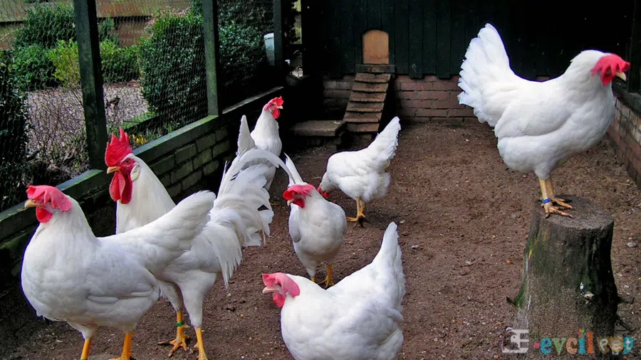 Ligorin Tavuğu (Leghorn) Kümesi