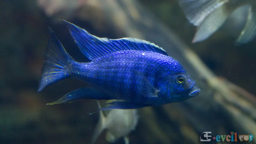 Copadichromis azureus Tank
