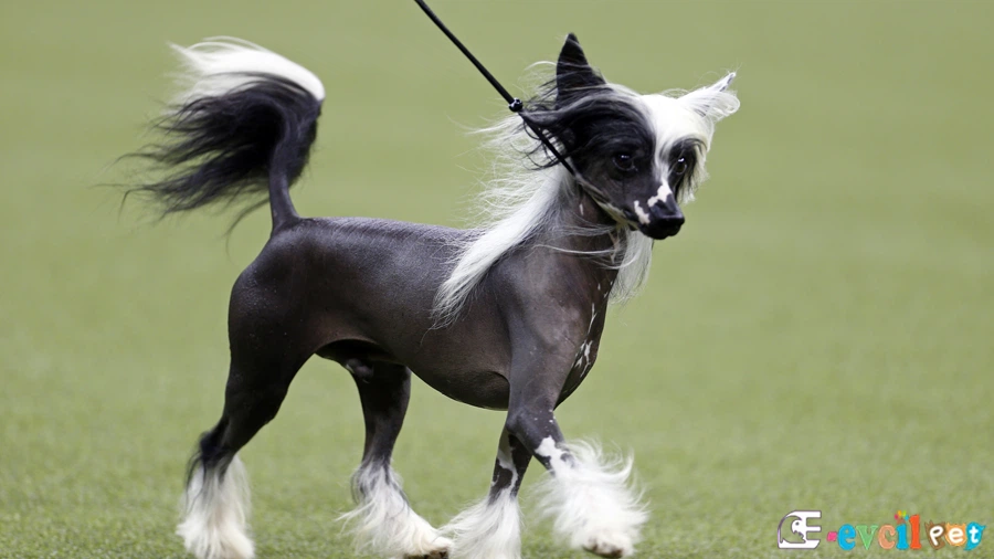 Tüysüz Çin Köpeği Cinsi (Chinese Crested) Bakımı ve Beslenmesi