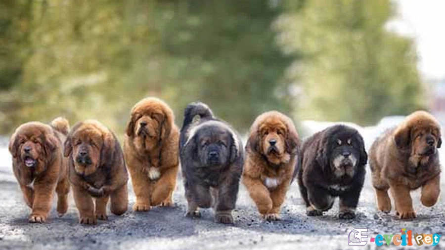 Tibet Mastifi (Tibetan Mastiff) Tibet Mastifi Genetik Sağlık Sorunları Hastalıkları (Tibetan Mastiff)