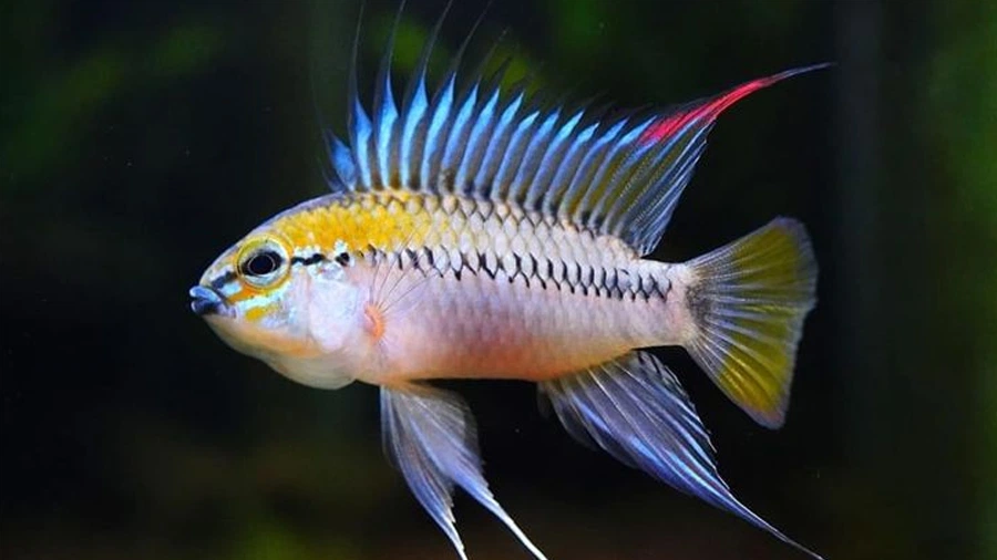 Cüce Chiclet Türü (Apistogram spp)