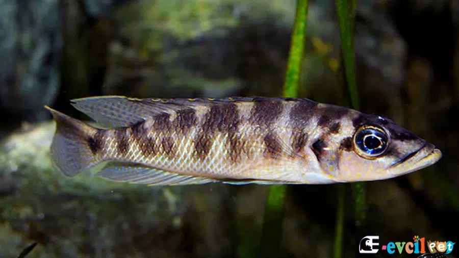 Altolamprologus fasciatus Erkek