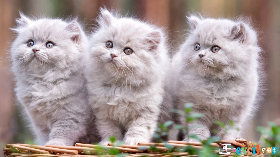 Chinchilla (Çinçila) Genetik Sağlık Sorunları