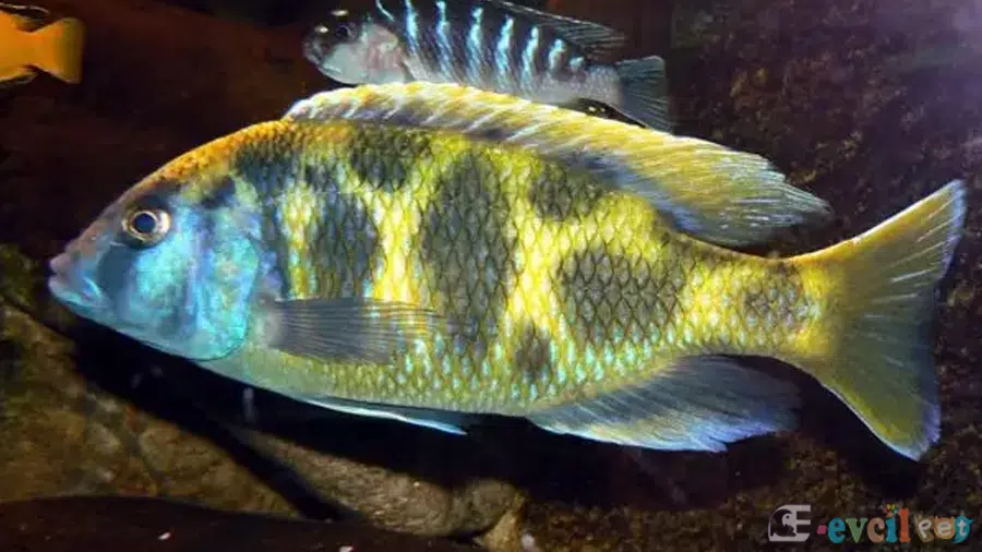 Nimbochromis venustus (Venüstüs) Tek