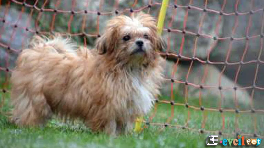 Rus Finosu (Bolonka)