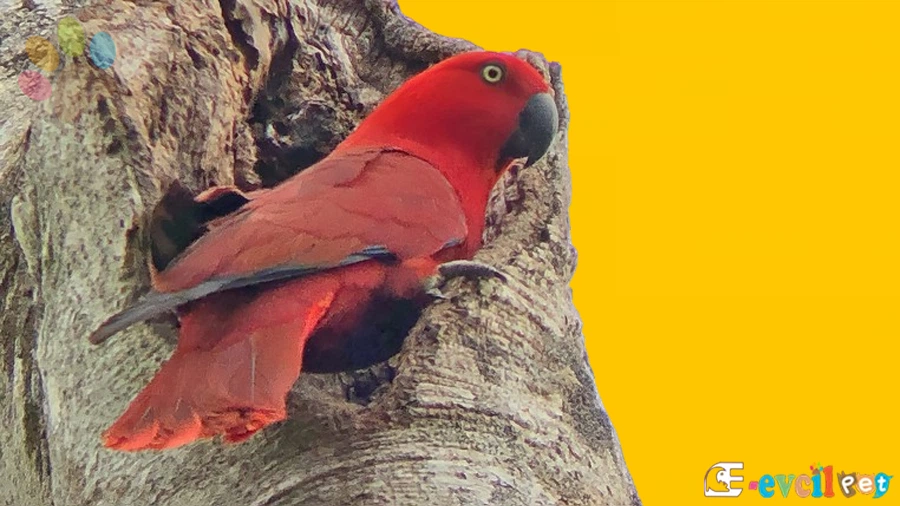 Eclectus Papağanı Eş Seçimi Cinsiyet