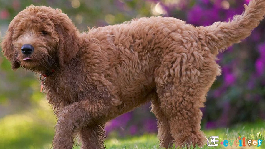Goldendoodle Koyu Kahverengi