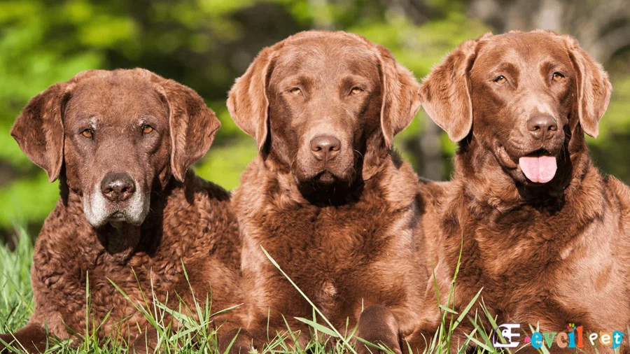 Chesapeake Bay Retriever Chesapeake Bay Retriever Fiziksel Özellikleri