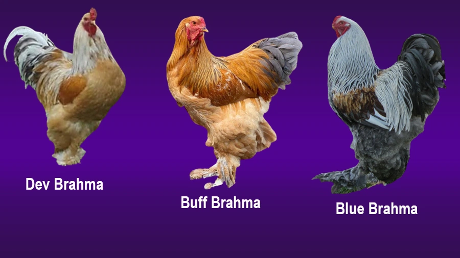 Brahma Tavuk Çeşitleri
