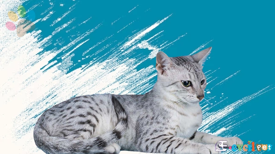 Mısır Mausu Fiziksel Özellikleri